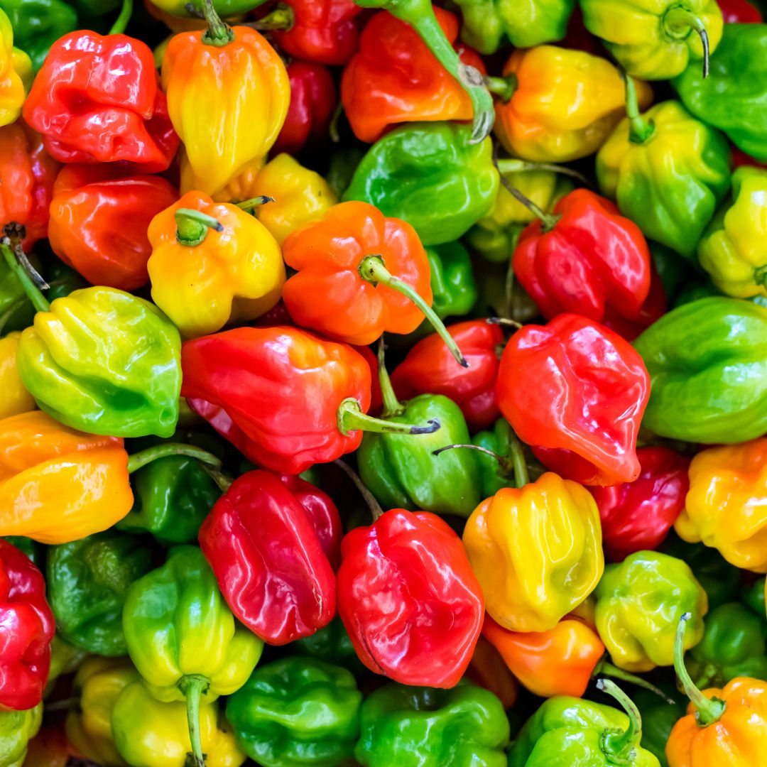 Habanero Pepper: A Fiery Fruit with a Flavorful Punch